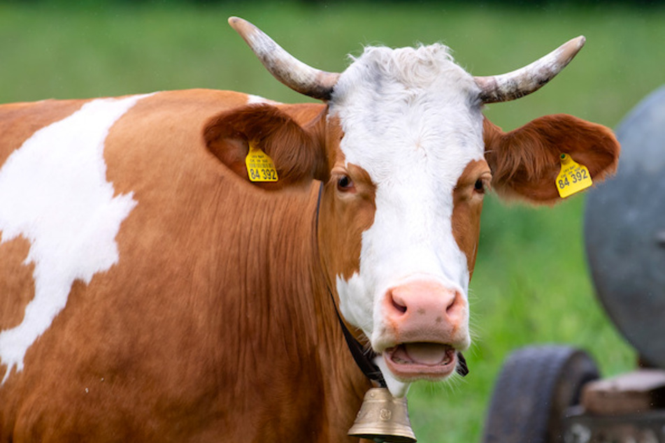 Eine ausgebüxte Kuh hielt die Behörden in der Oberpfalz in Atem. (Symbolbild)