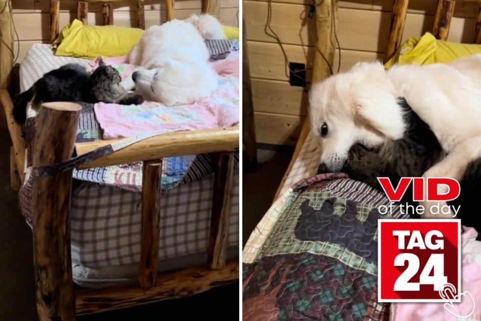 Today's Viral Video of the Day showcases a biting battle between a fluffy white dog and his tabby cat sibling!