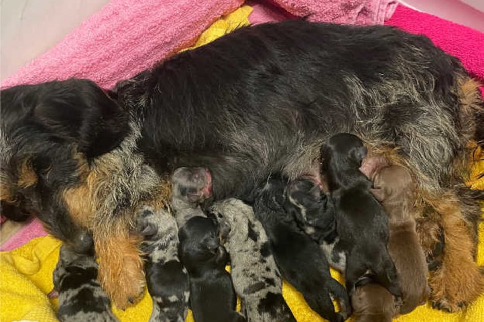 The 11 puppies are doing quite well with their mom Winnie.