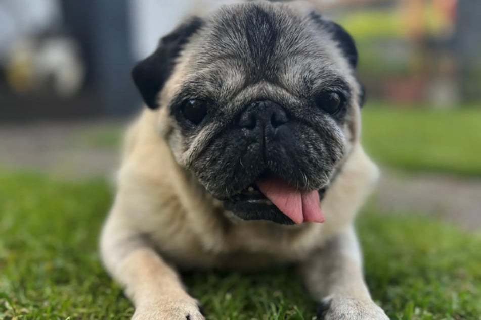Mops-Oma Schnauze ist wahrscheinlich schon stolze 16 Jahre alt.