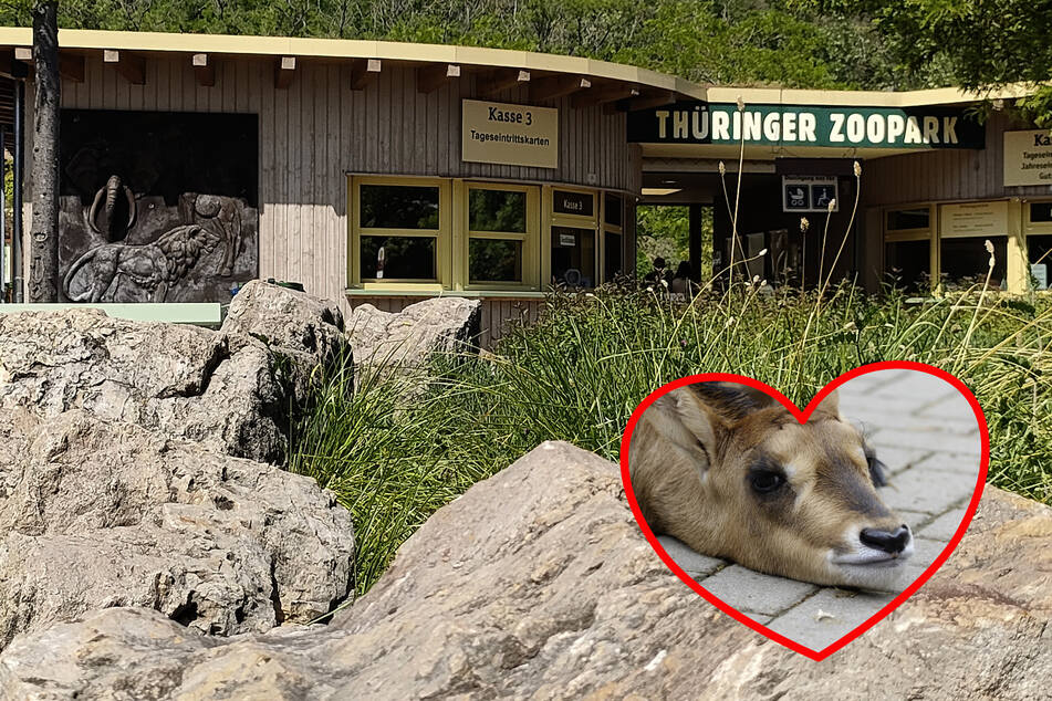 Süßer Nachwuchs im Thüringer Zoopark: Das ist Amali