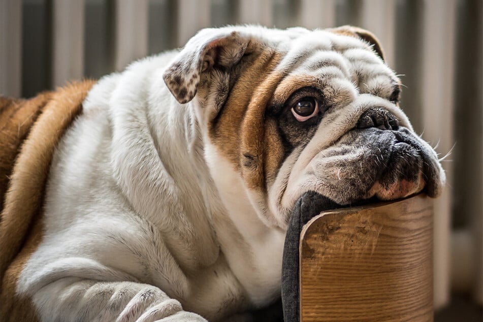 Some dogs live significantly shorter lives than others. Why could that be?
