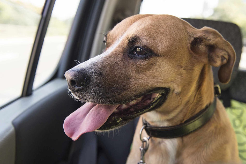 Für Hunde und Kinder steigen die Temperaturen im Auto schnell in eine gefährliche Höhe.