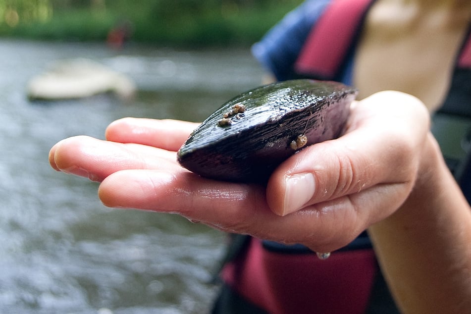 Vom Aussterben bedroht! Flussperlmuscheln sind auf saubere Gewässer angewiesen.