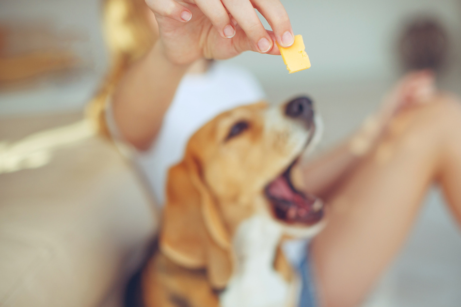 It's okay to share a bit of your cheese, but don't give your dog too much.