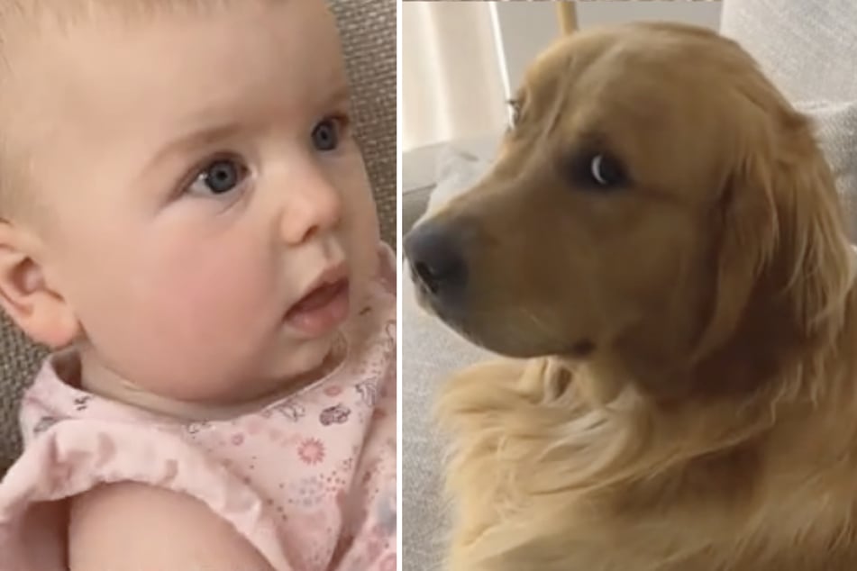 Dog is seen "training the little human" to give back scratches in hysterical video