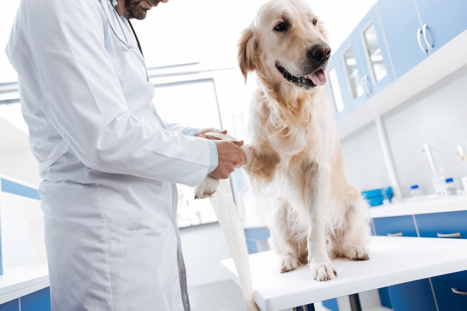Hunde mit Verletzungen lassen sich oftmals nicht gern untersuchen. Bei einem Tierarzt in den USA funktioniert das problemlos. (Symbolbild)