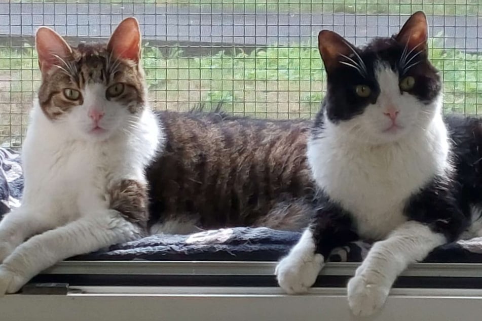 Tierheim nimmt zwei Katzen-Opas auf, wenig später machen die Pfleger eine böse Entdeckung