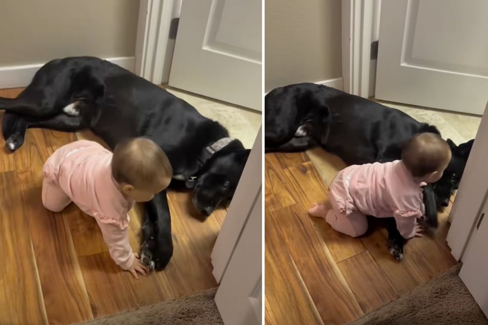 Hund Bosco sorgte dafür, dass das Baby nicht aus dem Raum krabbelt.