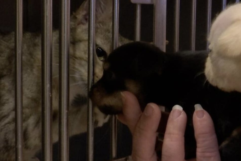 Katze Julie nähert sich mit ihren Pflegewelpen an.