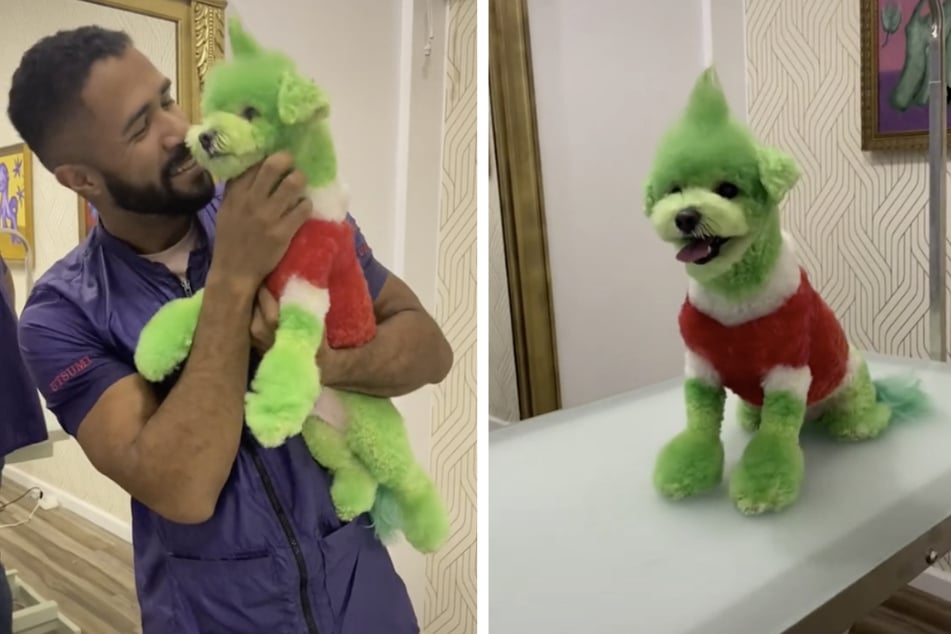 Gabriel Feitosa (29) proudly presents Teddy the dog, whom he transformed into a Grinch.
