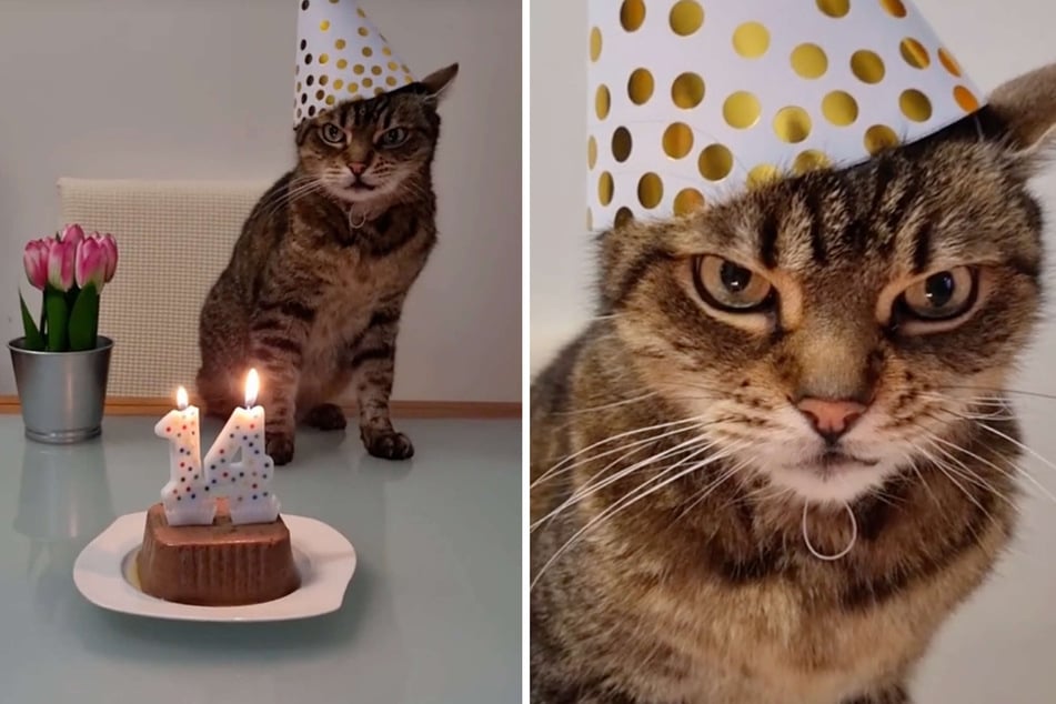 Die Katze feierte zuletzt ihren 14. Geburtstag.