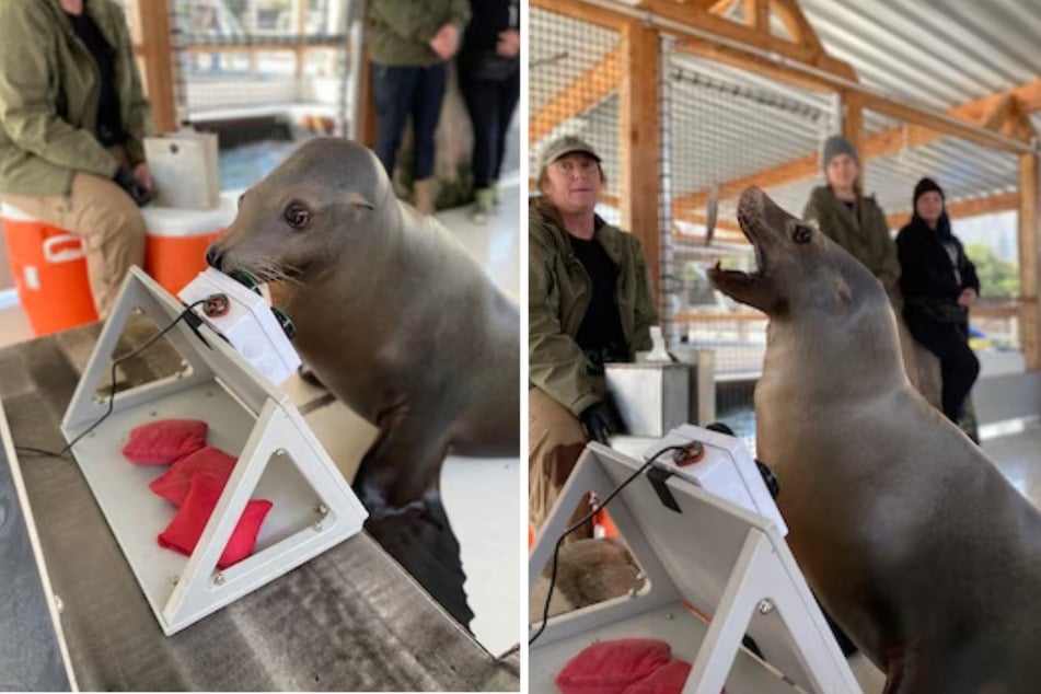 When Spike succeeds he gets a fishy-treat.