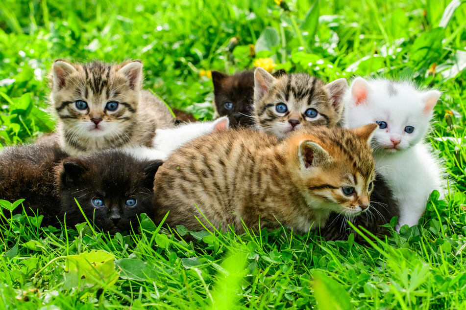 Die Kitten können dann in der Obhut des Tierheims aufwachsen, auf den Menschen geprägt und später als Hauskatzen vermittelt werden.