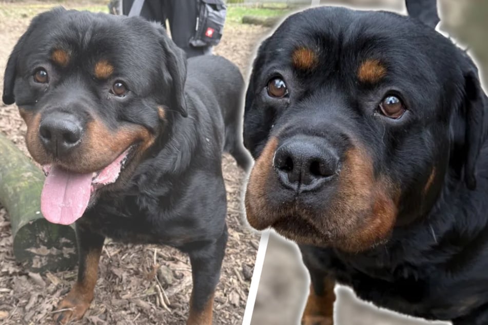 Grundguter Hund landet in den falschen Händen: Jetzt wirkt er ziemlich verloren in der Welt