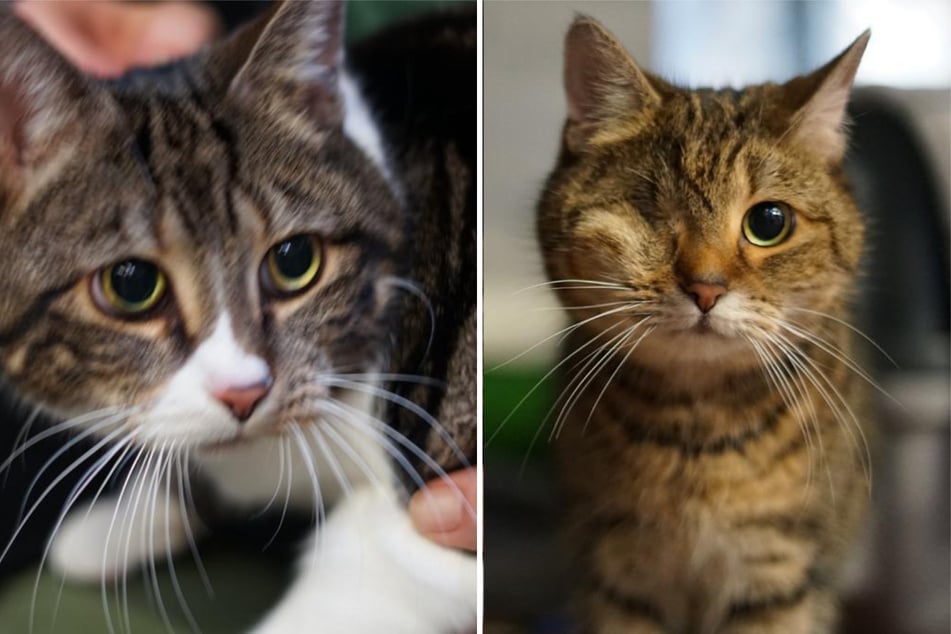 Pepe (l.) und Leila aus dem Hamburger Tierheim sind auf der Suche nach einem richtigen Zuhause.