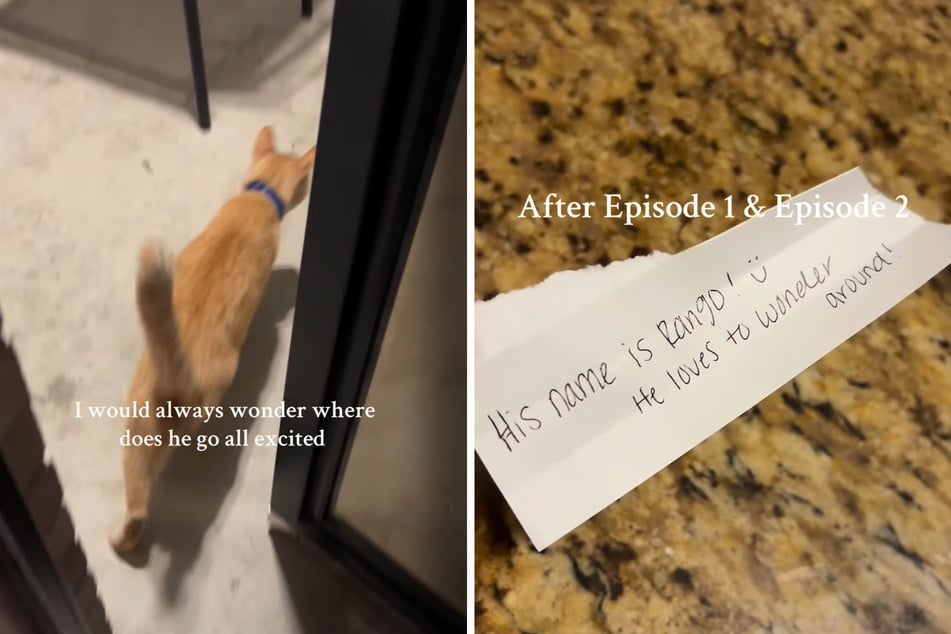 Zumindest weiß Claudia jetzt, was ihr Kater so treibt. "Sein Name ist Rango! Er liebt es, herumzustreunen", antwortete sie der fremden Familie.