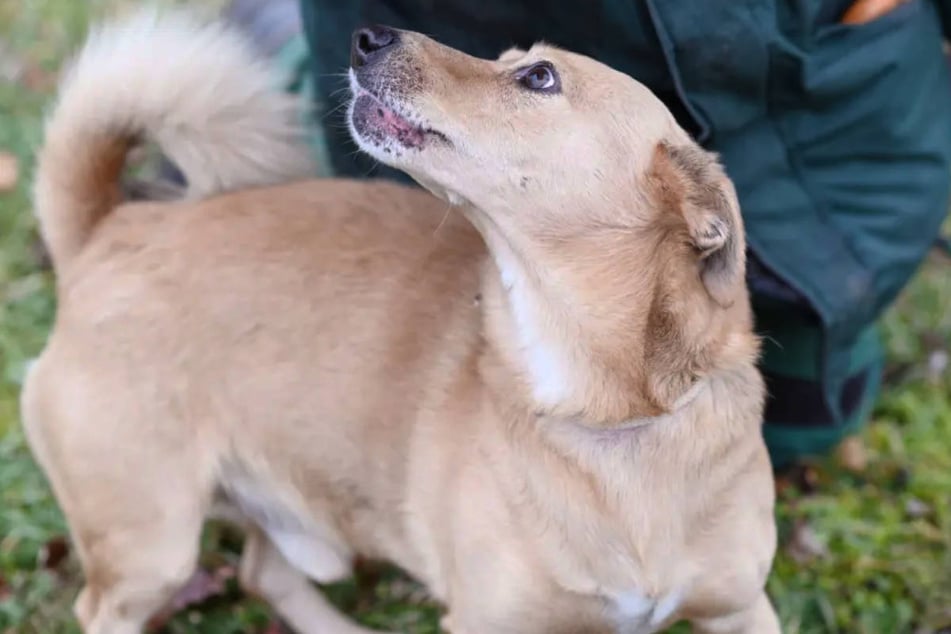 Nach dem Tod seiner Besitzerin musste sich Oscar (8) erst langsam an das Leben im Tierheim Berlin gewöhnen.