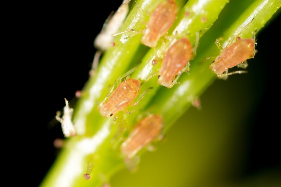 An geschwächten und falsch gedüngten Pflanzen können sich ganz schnell Blattläuse ansiedeln.