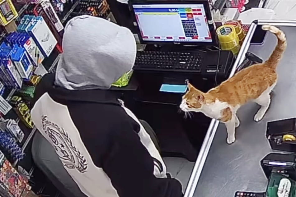 Ladenbesitzer füttert Straßenkatze: Wie die sich seitdem bedankt, lässt Herzen schmelzen