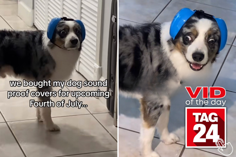 Today's Viral Video of the Day features a pup who is excellently prepared for the loud fireworks on Independence Day!