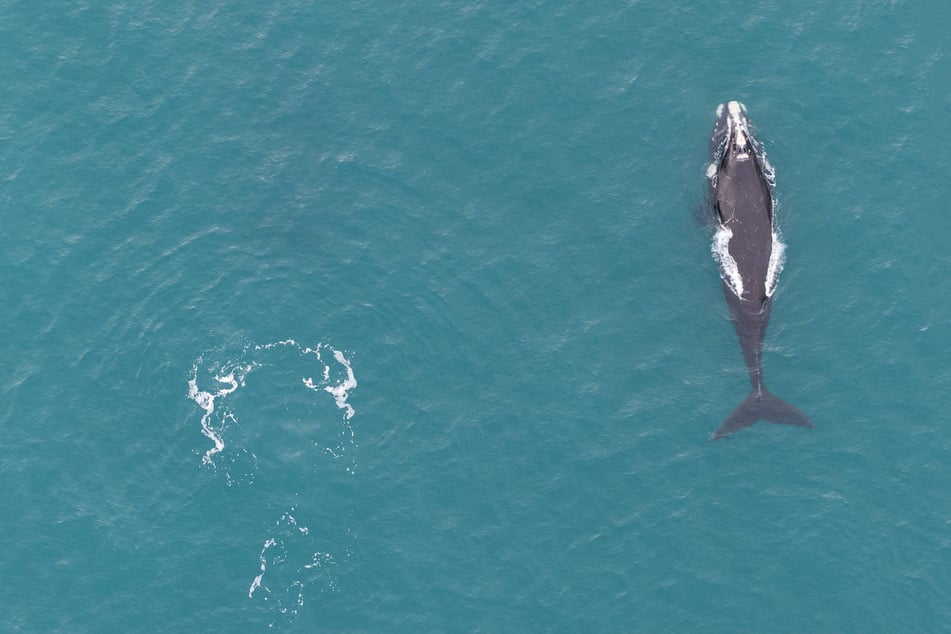 An aerial view of a whale swimming near the shoreline in the San Jorge Gulf in Comodoro Rivadavia, Chubut Province, Argentina, on July 13, 2026.