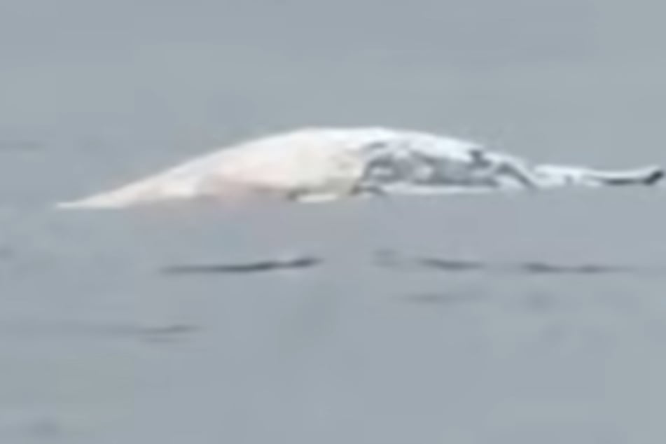 Buckelwal "Hartwin" schwimmt offenbar weiter in der Kieler Förde: Tierschützer schlagen Alarm