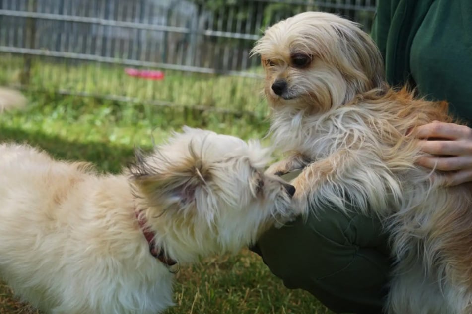Lissy (oben) und Theo (unten) sind unzertrennlich und wollen gerne gemeinsam in ein neues Zuhause ziehen.