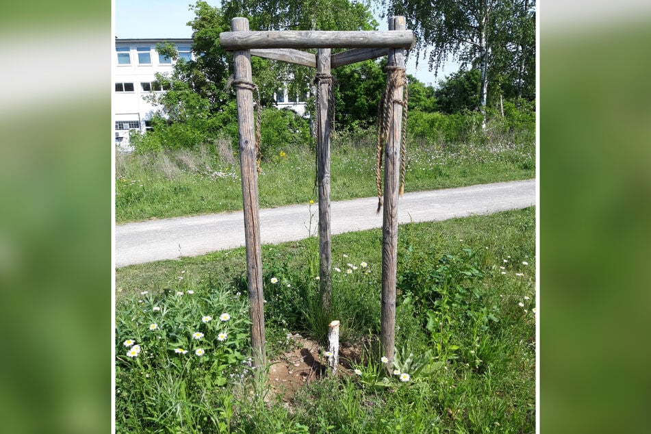 Die beiden jungen Birken wurden erst vor zwei Jahren gepflanzt.