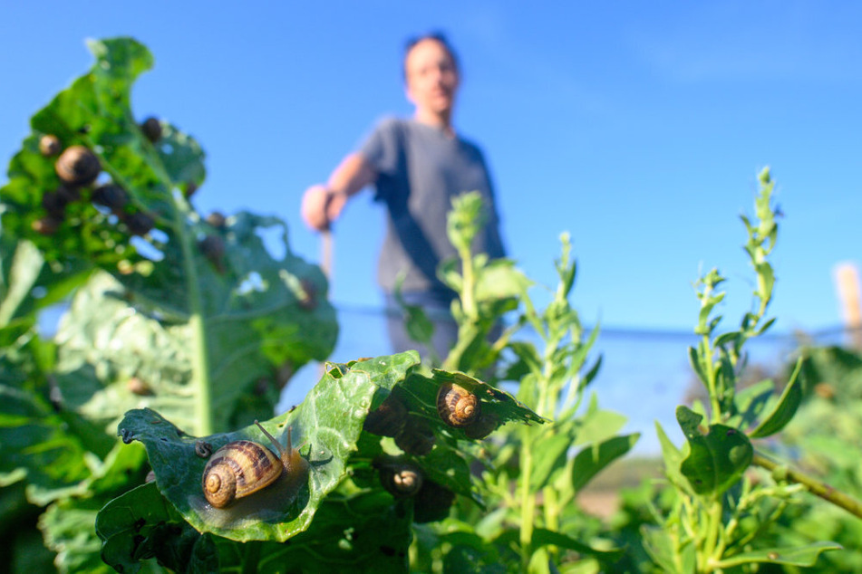 Die Schnecken müssen gepflegt und gemästet werden. Grünzeug und 110 Kilogramm Kartoffel-, Spargel- und andere Reste vertilgen sie in zwei Tagen.