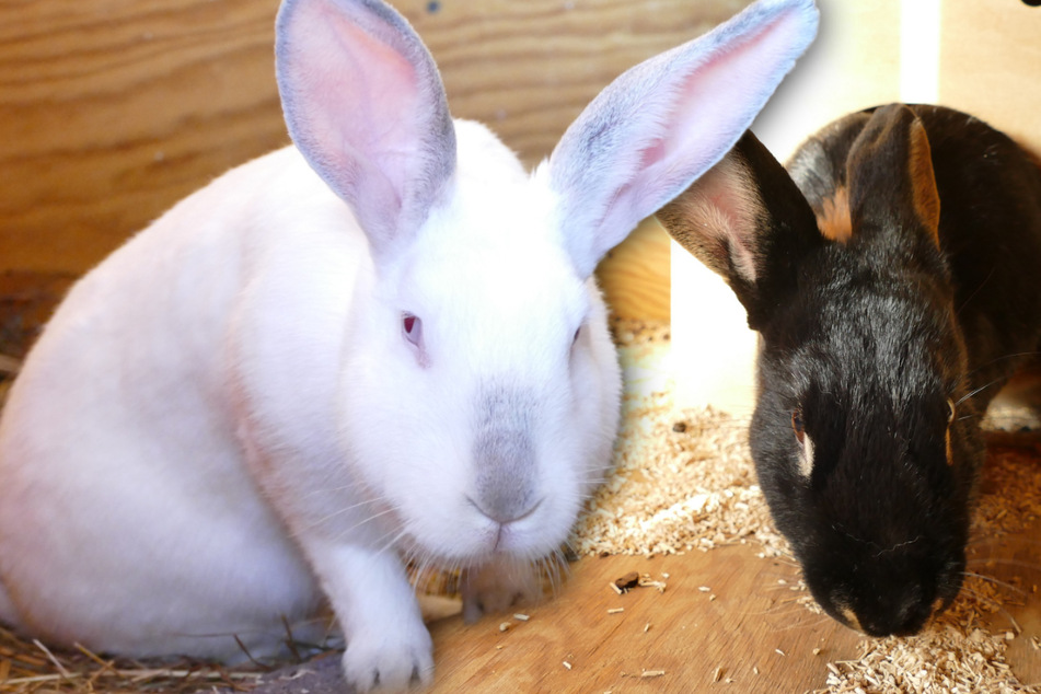 Lovestory im Kleintierhaus: Kaninchen Bud Spencer und Herzensdame Thunder hoffen auf ein Happy End