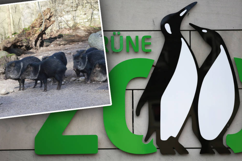 Kuhpocken im Wuppertaler Zoo ausgebrochen: Was Besucher jetzt wissen müssen