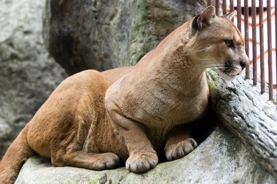 Cougars are also known as pumas and mountain lions, and are the fourth-largest cat on Earth (stock image).