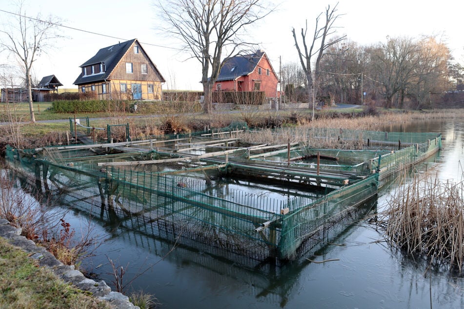 Die Fischzucht- und Fanganlage in der Weixdorfer Teichkette muss perspektivisch wohl zurückgebaut werden.
