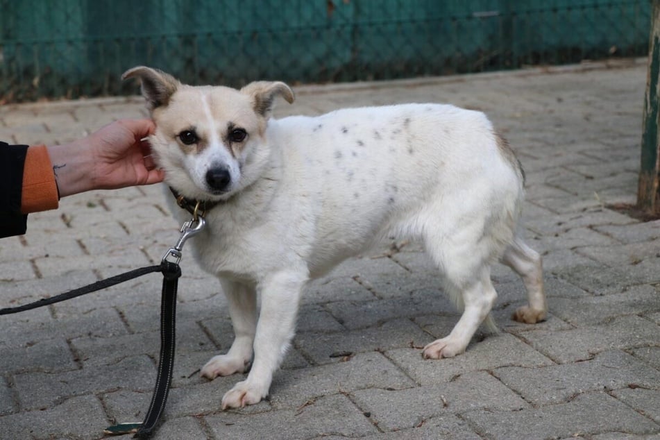 Die Hündin ist etwas zurückhaltend.