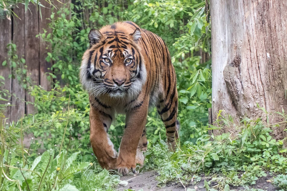 Jahrelang streifte Tiger Tebo durch das Gehege des Heidelberger Zoos. Jetzt wurde er eingeschläfert.
