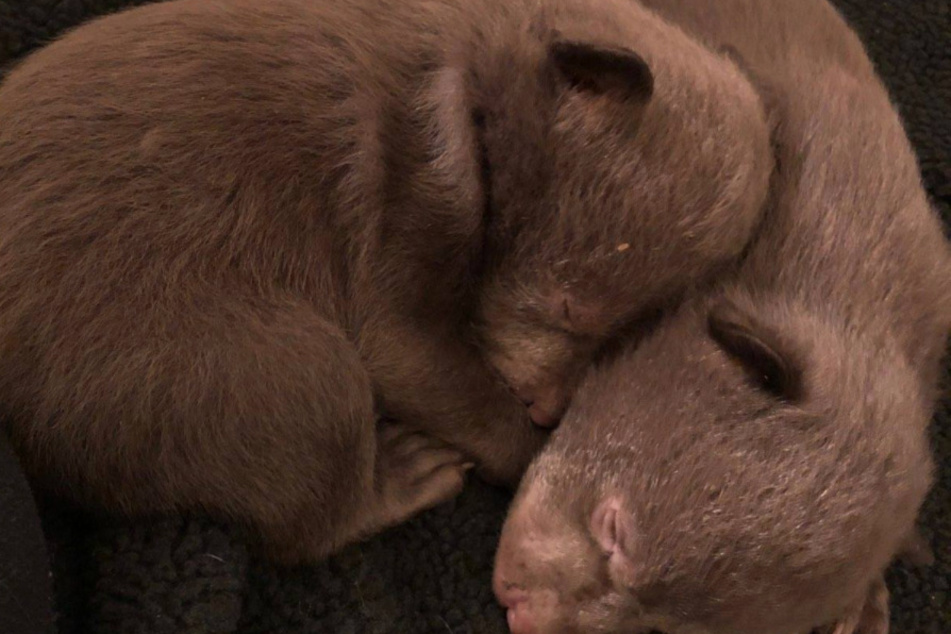 The two bear cubs were believed to be the youngest ever taken to Lake Tahoe Wildlife Care.