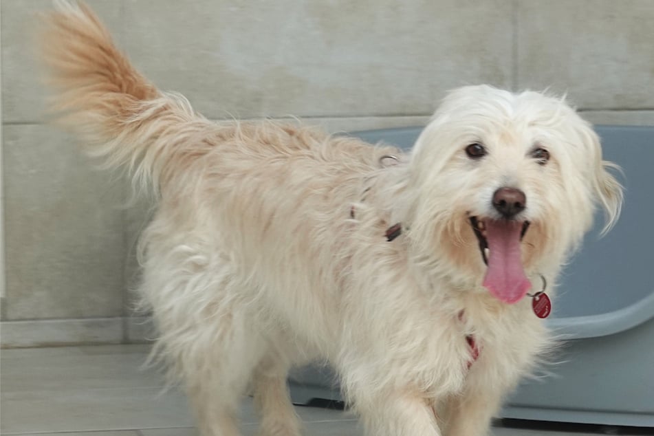 Schrecklicher Schicksalsschlag nahm Tory alles: Jetzt hofft Hündin auf ein Happy End