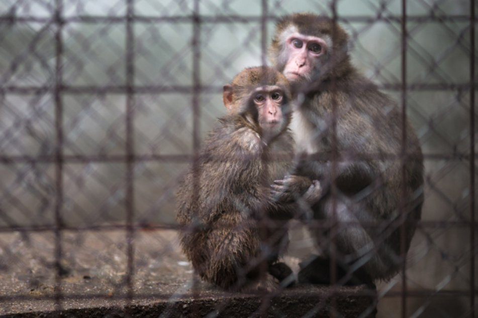 Für viele Tiere könnte die Schließung der Zoos den Tod bedeuten.