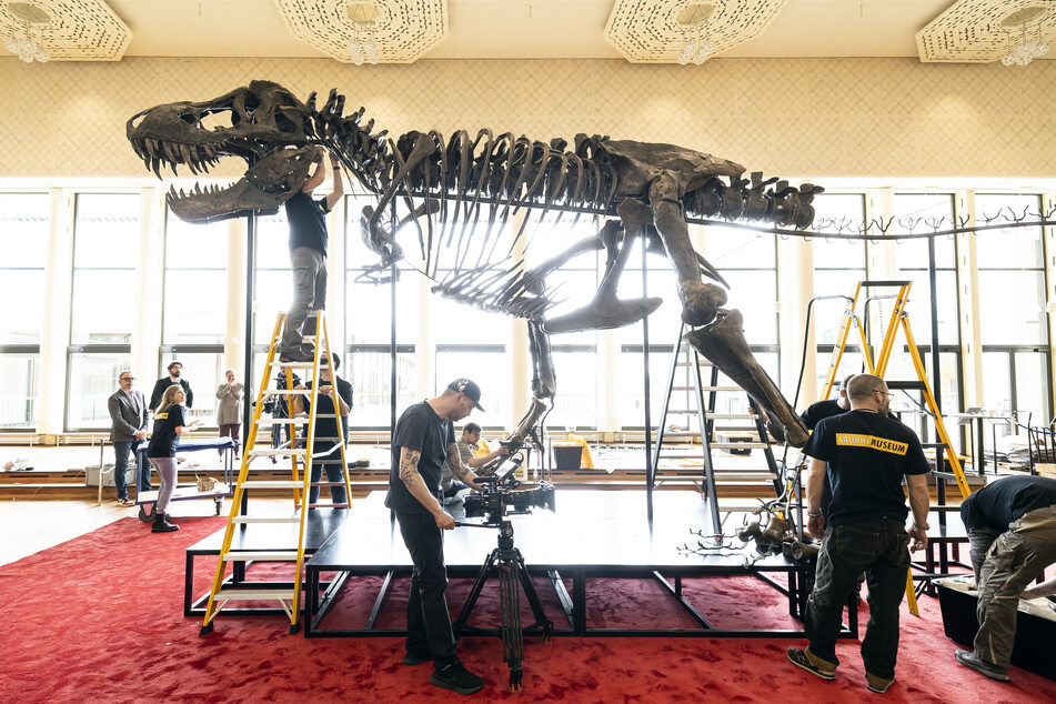 Privatbesitzer verkauft seltenes "T. rex"-Skelett und kassiert Millionensumme