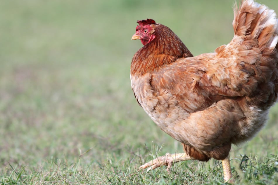 In Auerbach (Vogtland) wurde ein entlaufenes Huhn gefunden. Die Polizei sucht nun nach dem Besitzer. (Symbolbild)
