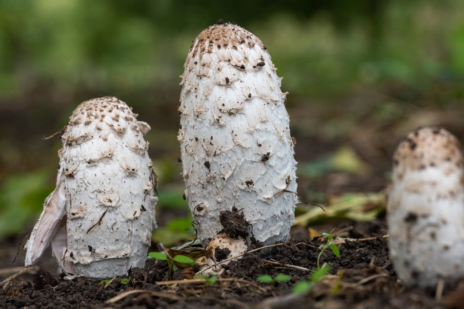 Pilze im Garten sind generell nicht schädlich. Zwar können einige Arten giftig sein - der Tintling ist jedoch essbar.
