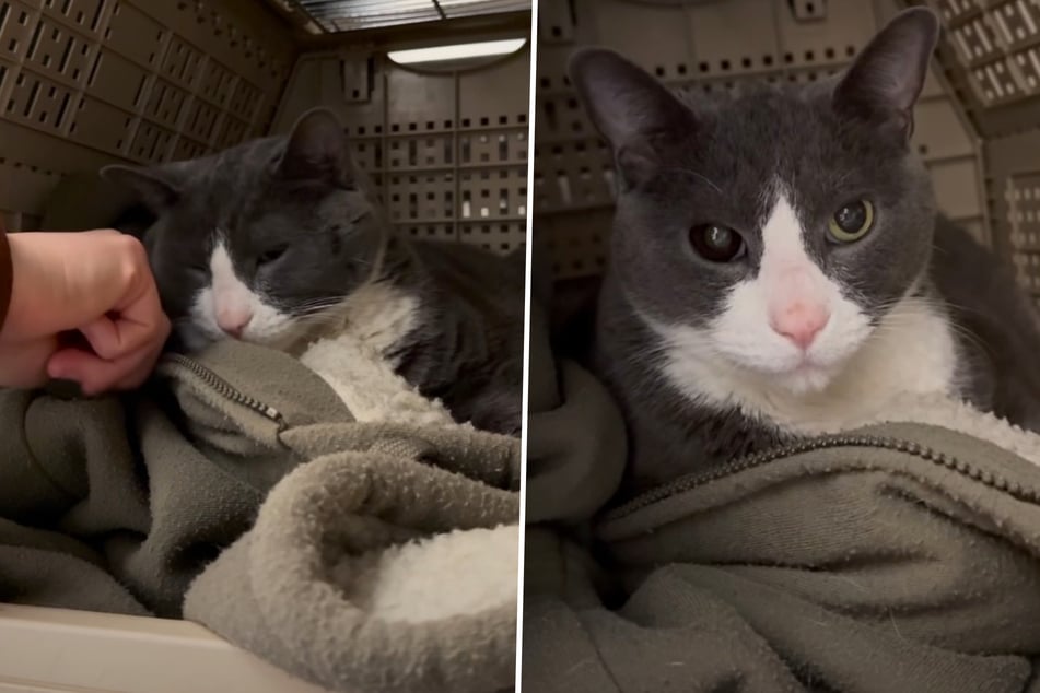 Als Tierschützer sehen, was noch in Box von Katze ist, bricht es ihnen das Herz