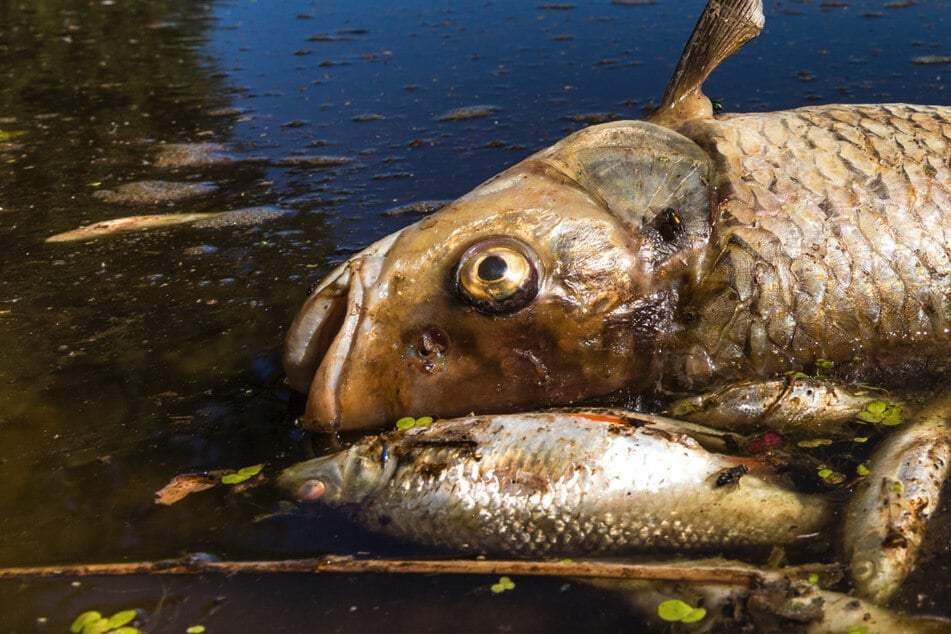 Nach Massentod von Fischen in der Oder: "Tickende Zeitbombe"