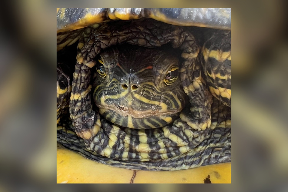 Eine der Wasserschildkröten, die im Tierheim Bergheim wohnen, verkriecht sich lieber in ihren Panzer.
