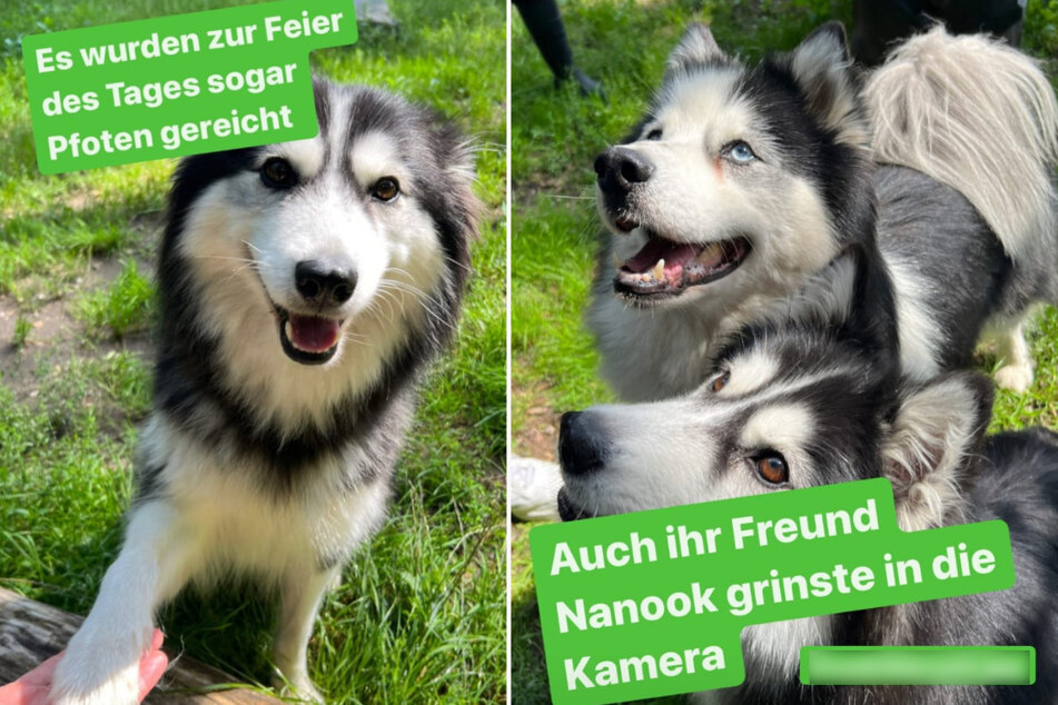 Die Mitarbeiter des Tierheims Köln-Dellbrück suchen ein neues Zuhause für die beiden Huskies Nanook und Nova.