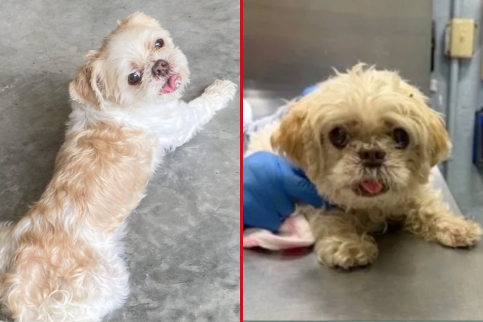 This lost dog was found a shocking 1,000 miles away from home.