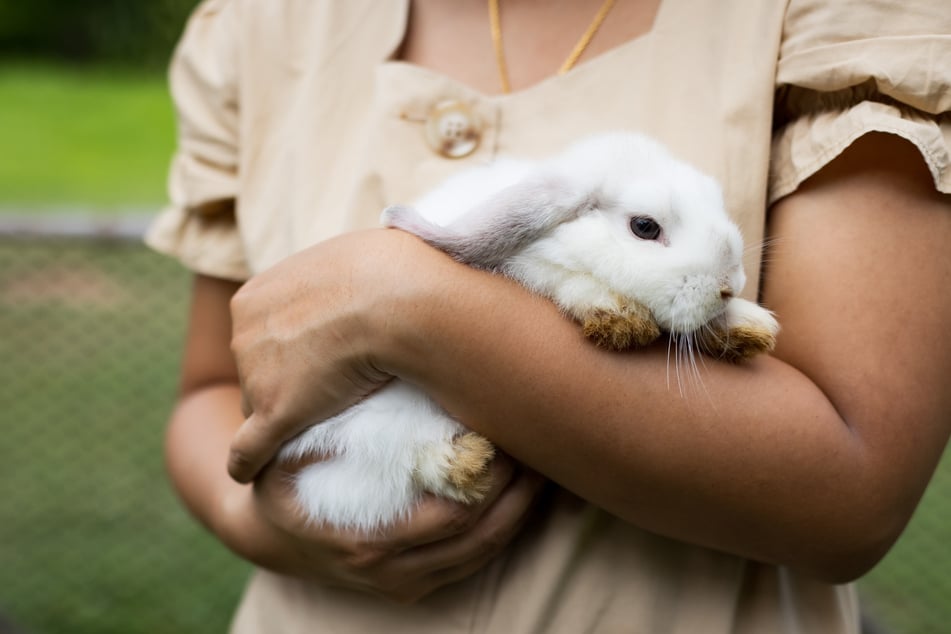 Ob im Arm oder auf der Brust: Wichtig ist vor allem die Unterstützung unter dem Po, damit das Körpergewicht des Kaninchens getragen wird.