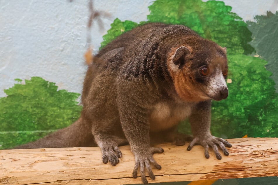 Das Lemur-Männchen Newton ist schon stolze 26 Jahre alt.