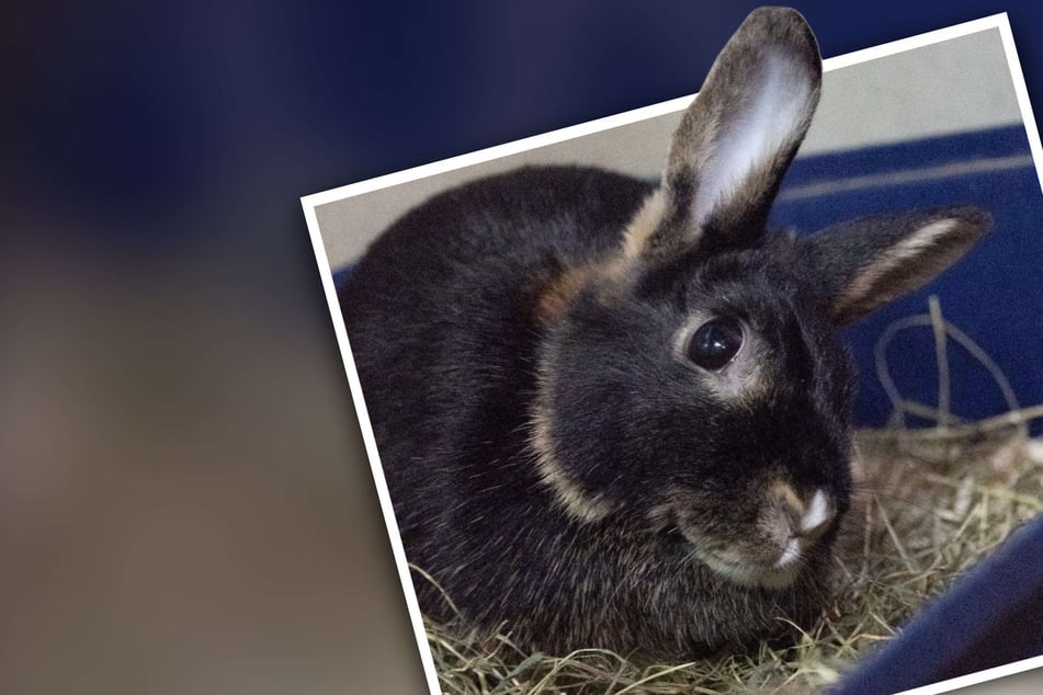 Zutraulich und liebenswert: Kaninchen hofft auf neues Zuhause